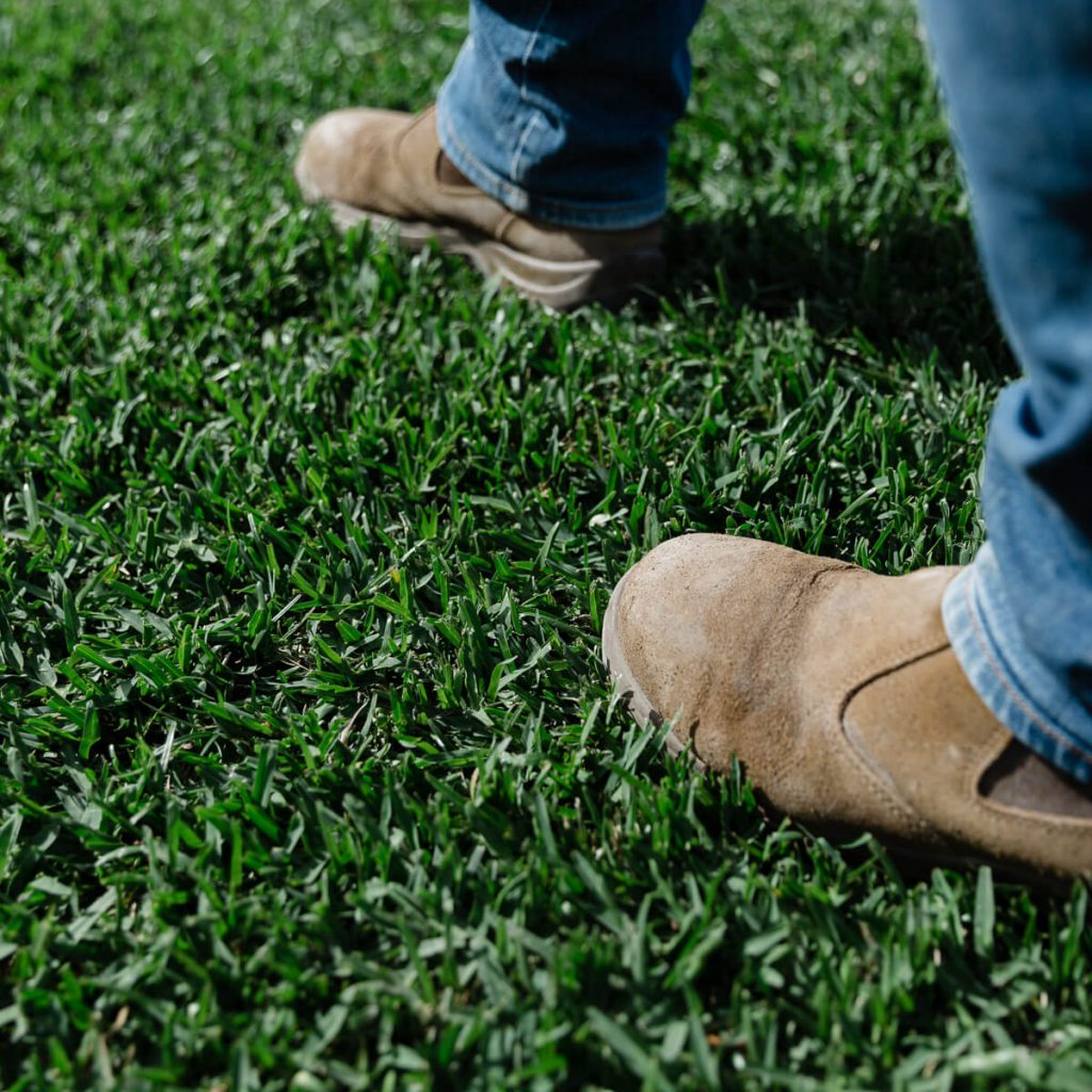 turf